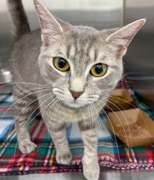 Domestic Short Hair Cats Available for Adoption in Hartsville, South Carolina - Storm | PetCurious