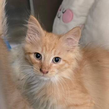 Domestic Long Hair and Maine Coon Cats Available for Adoption in Waldorf, Maryland - Whiskey | PetCurious