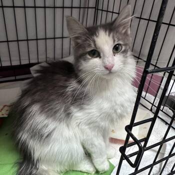 Domestic Long Hair Cats Available for Adoption in Branson, Missouri - Katerina Kitty Cat | PetCurious