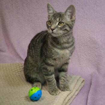 Bean -  Domestic Short Hair Cat for Adoption in Versailles, Kentucky - Bean | PetCurious