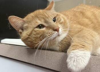 Domestic Short Hair Cats Available for Adoption in Salisbury, Maryland - Journey | PetCurious