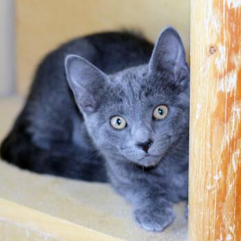 KURT - MY ADOPTION FEE IS HALF PRICE IN JUNE -  Domestic Short Hair Cat for Adoption in San Clemente, California - KURT - MY ADOPTION FEE IS HALF PRICE IN JUNE | PetCurious