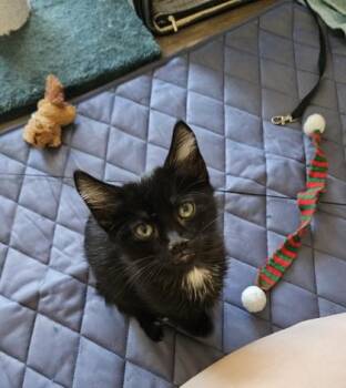 Firefly -  Domestic Short Hair Cat for Adoption - Firefly | PetCurious