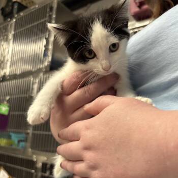 Domestic Short Hair Cats Available for Adoption in Spokane, Washington - Sakura | PetCurious