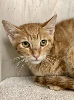 Goddard -  Domestic Short Hair Cat for Adoption in Austin, Texas - Goddard | PetCurious