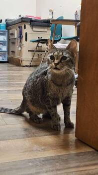 Ohpelia -  Domestic Short Hair Cat for Adoption in Lorain, Ohio - Ohpelia | PetCurious