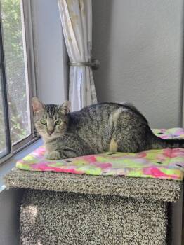 Domestic Short Hair and Tabby Cats Available for Adoption in Chandler, Arizona - Harper Lee | PetCurious