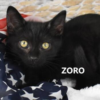 Zoro -  Domestic Medium Hair Cat for Adoption in Yuma, Arizona - Zoro | PetCurious