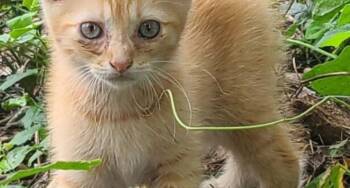 Rescue Tabby Cats for Adoption in Houston, Texas - Tig | PetCurious