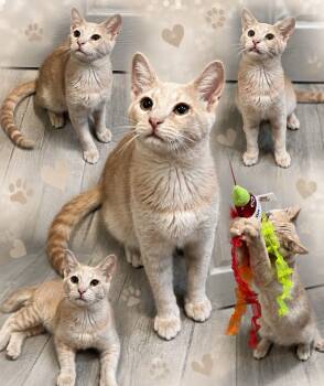 Twain -  Domestic Short Hair Cat for Adoption in Clovis, California - Twain | PetCurious