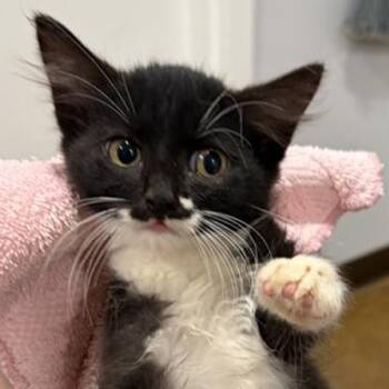 Sashimi -  Domestic Short Hair Cat for Adoption in New York, New York - Sashimi | PetCurious