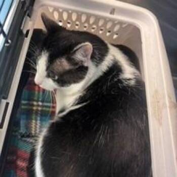 Mikey -  Domestic Short Hair Cat for Adoption in Norman, Oklahoma - Mikey | PetCurious