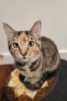 Laura -  Domestic Short Hair Cat for Adoption in Millcreek, Utah - Laura | PetCurious