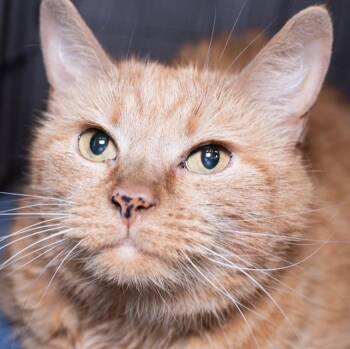 ADDIE -  Domestic Short Hair Cat for Adoption in Boston, Massachusetts - ADDIE | PetCurious