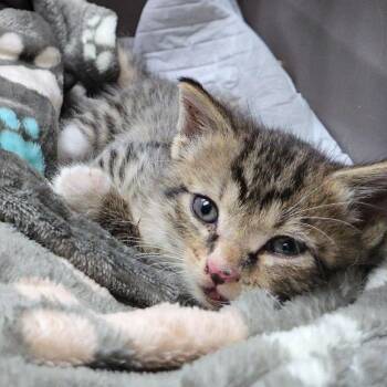 Leo -  Domestic Short Hair Cat for Adoption in Memphis, Tennessee - Leo | PetCurious