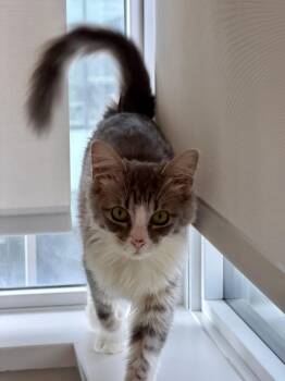 Tabby Cats Available for Adoption in Burnaby, British Columbia - Rosie 2 | PetCurious