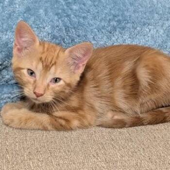 Wesley -  Domestic Short Hair Cat for Adoption in Liverpool, Texas - Wesley | PetCurious