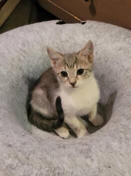 Piglet -  American Shorthair Cat for Adoption in Tampa, Florida - Piglet | PetCurious