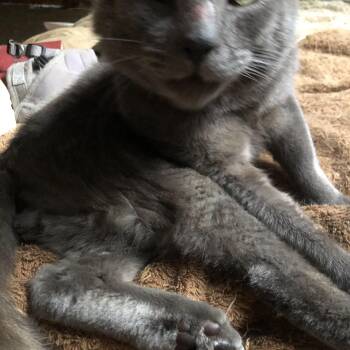 Rescue Domestic Short Hair Cats for Adoption in Gardiner, New York - Big Cuddles, The Head- Butting Lap-cat Who Needs To Be With You! | PetCurious