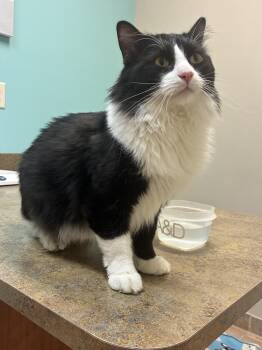 Rescue Domestic Long Hair Cats for Adoption in Ashland, Illinois - Omega | PetCurious