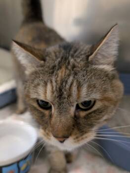 Rescue Domestic Short Hair Cats for Adoption in Fall River, Massachusetts - Tabitha | PetCurious