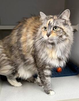 Domestic Long Hair Cats Available for Adoption in Greencastle, Indiana - Bella | PetCurious