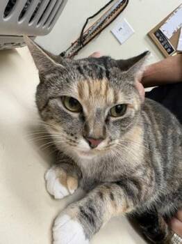 Cleo -  Domestic Short Hair Cat for Adoption in Charleston, South Carolina - Cleo | PetCurious