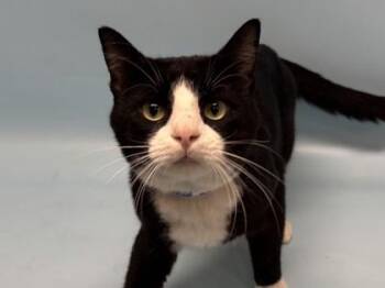Jimmy -  Domestic Short Hair Cat for Adoption in Golden Valley, Minnesota - Jimmy | PetCurious