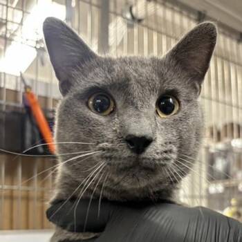Rescue Domestic Short Hair Cats for Adoption in New York, New York - Pretty Boy | PetCurious