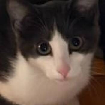 Aldi -  Domestic Short Hair Cat for Adoption in Springfield, Missouri - Aldi | PetCurious