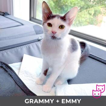 Grammy (bonded with Emmy) -  Domestic Short Hair Cat for Adoption in Toronto, Ontario - Grammy (bonded With Emmy) | PetCurious