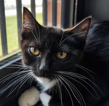 Jude -  Domestic Short Hair Cat for Adoption in Sherwood, Arkansas - Jude | PetCurious