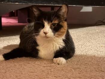 Domestic Medium Hair Cats Available for Adoption - Camus | PetCurious