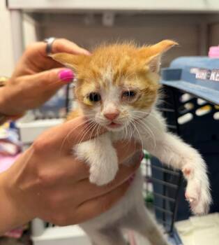 Karen Smith -  Domestic Short Hair Cat for Adoption in Pomona, New York - Karen Smith | PetCurious