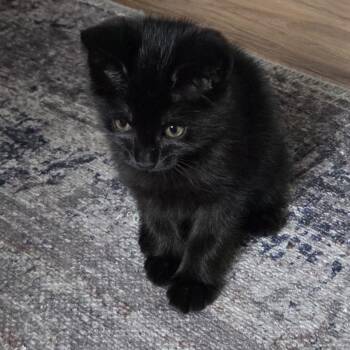 Topsey -  Domestic Short Hair Cat for Adoption in League City, Texas - Topsey | PetCurious