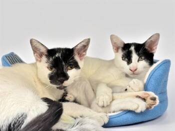 ROY -  Domestic Short Hair Cat for Adoption in Fort Lauderdale, Florida - ROY | PetCurious
