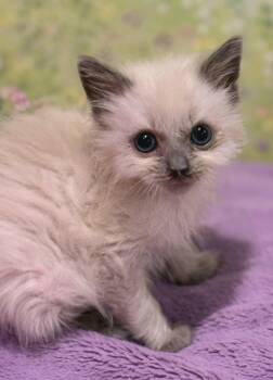 Kelsie -  Siamese and Domestic Medium Hair Cat Available for Adoption in Campbell, California - Kelsie | PetCurious