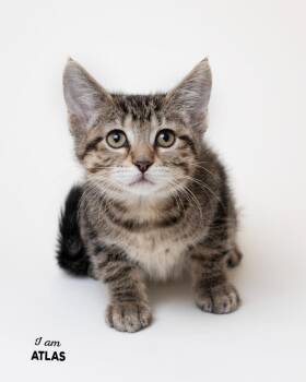 Atlas -  Domestic Short Hair Cat for Adoption in Boone, Iowa - Atlas | PetCurious