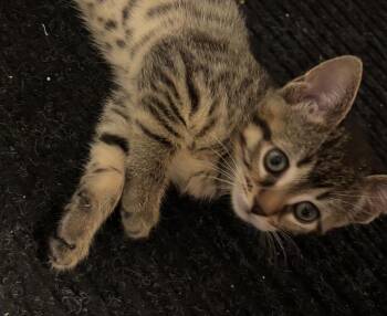 Rescue Domestic Short Hair and Tabby Cats for Adoption in Lemont, Illinois - Moda | PetCurious