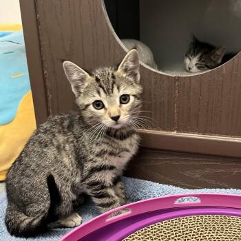 Jaquelyn -  Domestic Short Hair Cat for Adoption in West Palm Beach, Florida - Jaquelyn | PetCurious