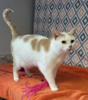 Bribon -  Domestic Short Hair Cat for Adoption in Bucyrus, Ohio - Bribon | PetCurious