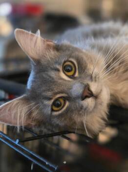 Tabby and Domestic Medium Hair Cats Available for Adoption - River ( MC) | PetCurious