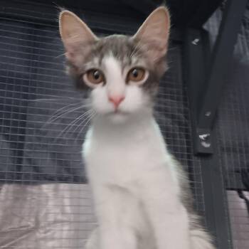 Rescue Domestic Short Hair Cats for Adoption in Schertz, Texas - Charlotte | PetCurious