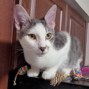 Ringo -  Domestic Short Hair Cat for Adoption in Buffalo, New York - Ringo | PetCurious