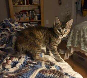 Nellie -  Dilute Calico Cat Available for Adoption in Knoxville, Tennessee - Nellie | PetCurious