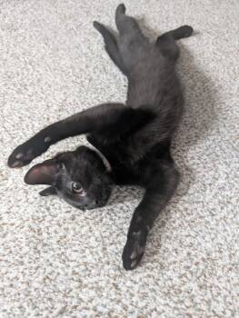 Domestic Short Hair Cats Available for Adoption - Orzo | PetCurious