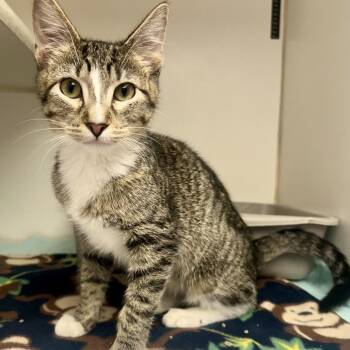 Domestic Short Hair Cats Available for Adoption in Saint Joseph, Missouri - Oli | PetCurious