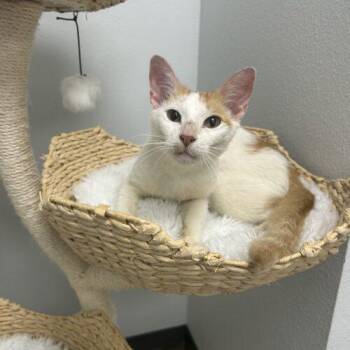 Puzzle -  Domestic Short Hair Cat for Adoption in Tampa, Florida - Puzzle | PetCurious