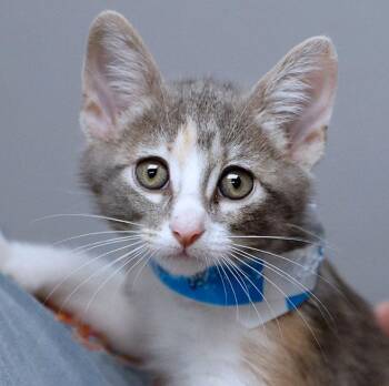 Jennyanydots (AO37468) -  Dilute Calico Cat for Adoption in Kansas City, Kansas - Jennyanydots (AO37468) | PetCurious