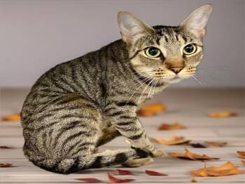 Rescue Domestic Short Hair Cats for Adoption in Sarasota, Florida - ACADIA | PetCurious